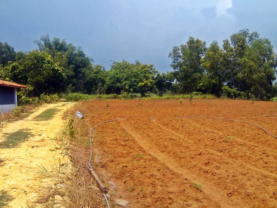 pemeliharaan hutan tanaman rakyat bajra bumi nusantara 1