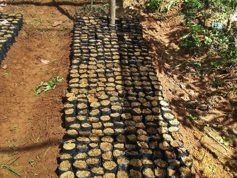 pemeliharaan hutan tanaman rakyat bajra bumi nusantara 6