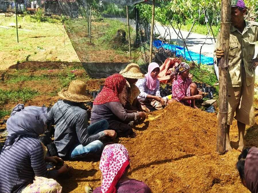 pemeliharaan hutan tanaman rakyat bajra bumi nusantara 7