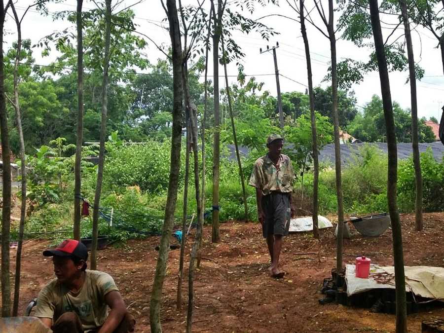 pemeliharaan hutan tanaman rakyat bajra bumi nusantara 8