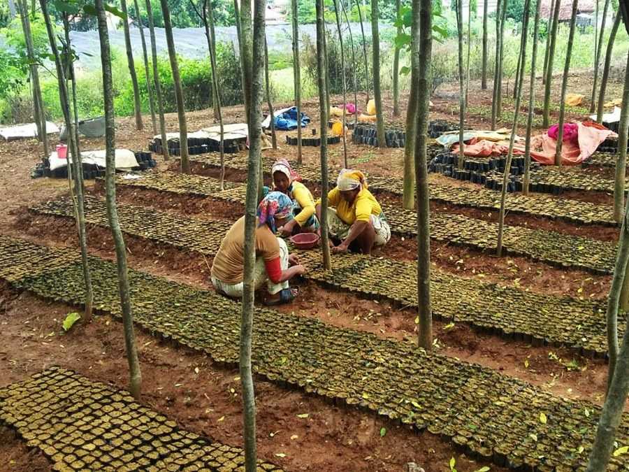 pemeliharaan hutan tanaman rakyat bajra bumi nusantara 9