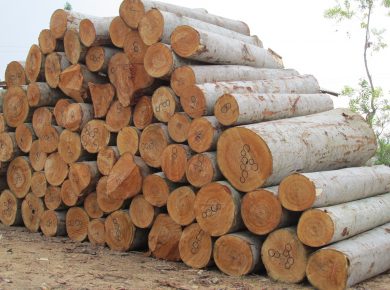 jasa sawmill penggergajian kayu 5