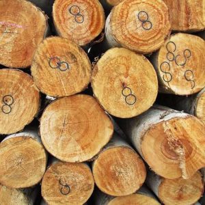 jual kayu veneer pohon albasia