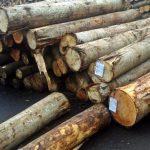 jual kayu veneer pohon jabon