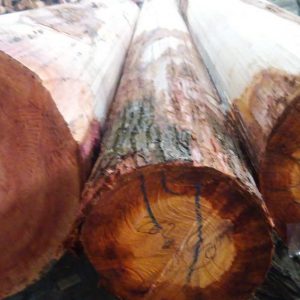 jual kayu veneer pohon mahoni